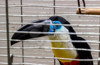 Toucan with a black beak looks through the bars of the cage.