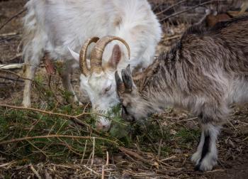 White goat and little goat eating needles with fir branches.