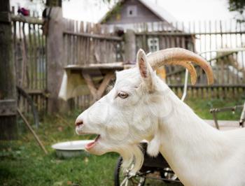 Adult white rustic goat with big horns bleats. Focus on the eye.
