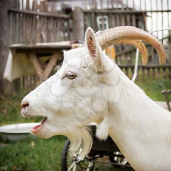 Adult white rustic goat with big horns bleats. Focus on the eye.