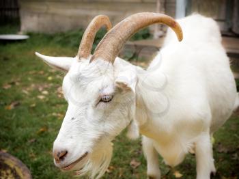 Adult white goat village with large horns.