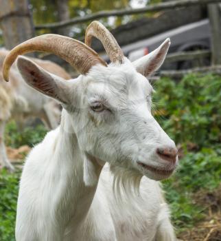 Adult white goat village with large horns.