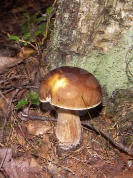 White mushroom Boletus edulis , growing up in the fallen needles.