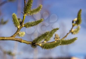 Willow twig with green catkins on a blue sky background.