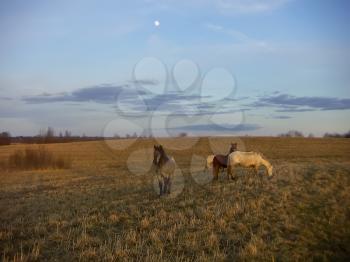 Three horses standing in a field against the evening sky.