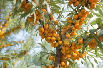 Branches with ripe berries of seabuckthorn.