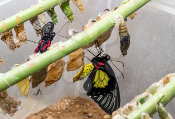 Tropical butterfly chrysalis hanging on the branches and butterfly Papilio Rumanzovia, sailfish Rumyantsev, and Troides Rhadamantus.