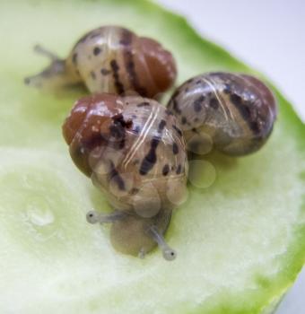 Young giant snail Achatina eat a slice of cucumber.