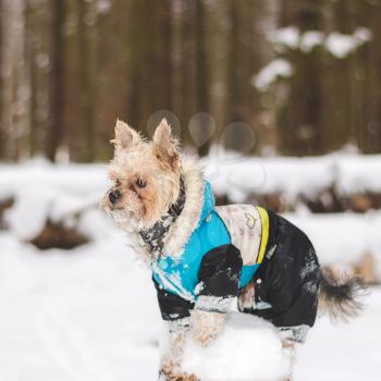 Cute adult Yorkshire Terrier stands in winter clothes in the snow on a stump.