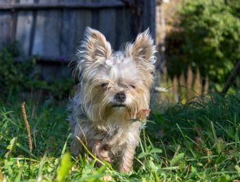 Cute Yorkshire terrier adult standing in the grass.