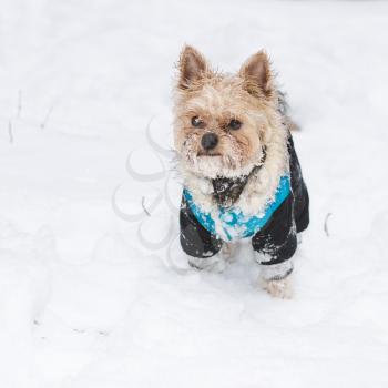 Cute adult Yorkshire Terrier stands in winter clothes in the snow.