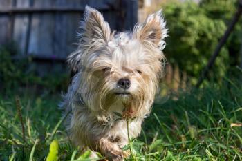 Cute Yorkshire terrier adult standing in the grass.