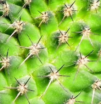 Background picture of green arid cactus texture.