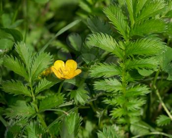 Silverweed, Potentilla anserina leaf and yellow flower.