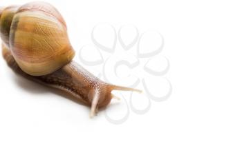 Giant African snail, Achatina, on a white background