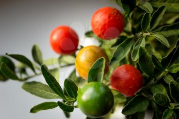 Plant with orange, red and green berries (solanum pseudocapsicum).