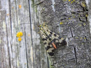 Scorpionfly, Panorpa communis sits on the old bark.