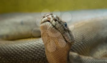 A large python in the terrarium. Close-up.