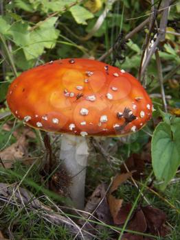 Small red fly agaric in green grass.