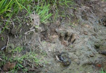 Fresh brown bear cub footprint, imprinted on the clay. Russia.
