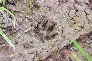 Fresh brown bear cub footprint, imprinted on the clay. Russia.