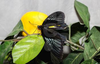 Tropical butterfly Troides rhadamantus sits on an artificial foliage plant.