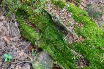 Beautiful background with a bright green moss. Close-up. Shallow depth of field.