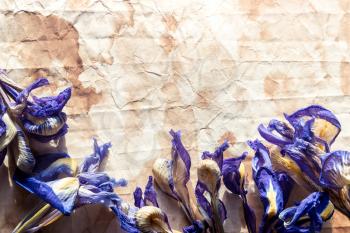 Background with an old paper with flowers of dried iris.