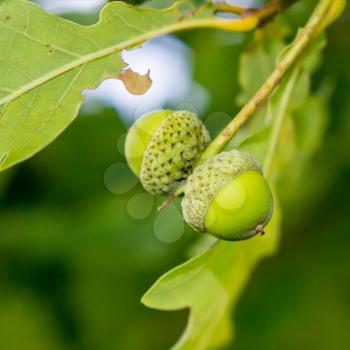 Two young green acorns on a branch against a background of green leaves.