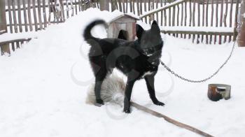 A black yard dog plays in the winter.