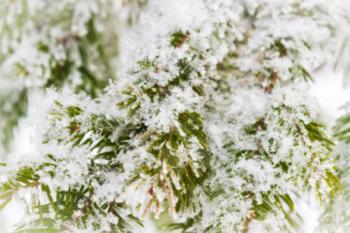 Defocused background with spruce branches in the snow.