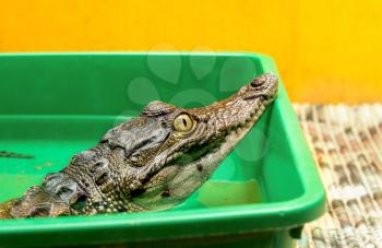 A small crocodile in the terrarium.. Close-up