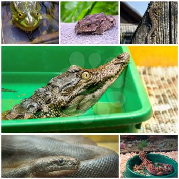 Collage of six different pictures of reptiles and amphibians.