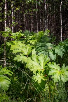 Large thickets with green leaves of Heracleum. Close-up.