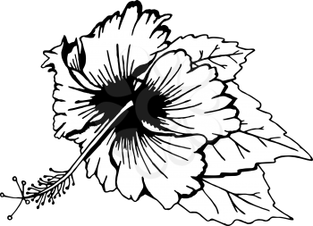 Hibiscus flower with leaves. Black and white illustration. Drawn by hand. Isolated on white. There is an option in the vector.