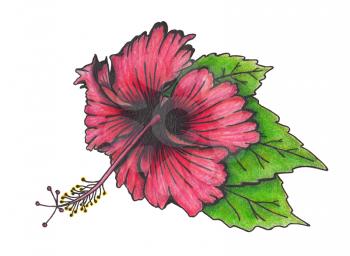 Hibiscus flower with leaves. Illustration made with colored pencils. Drawn by hand. Isolated on white. Design for card, poster or wallpaper.