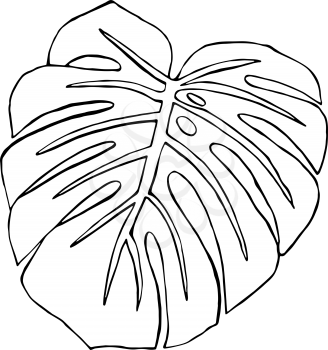 Monstera leaf. Black and white illustration. Drawn by hand. Isolated on white. Design for card, poster or wallpaper. There is an option in the vector.