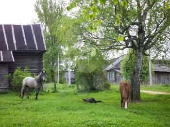 Horses graze on the green grass. The background is a rural landscape.