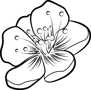 Apple blossom. Contour pattern. There is an option in the vector.