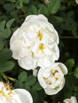 Rosa Spinosissima, Scotch rose, bush. White flowers Close-up