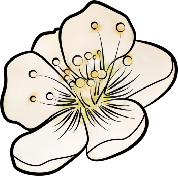 Apple blossom. Contour pattern, painted. There is an option in the vector.