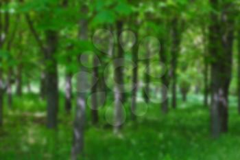 Blurred background of nature. Defocused background of green summer park