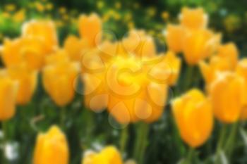 Blurred background of nature. Defocused background of blooming yellow tulips