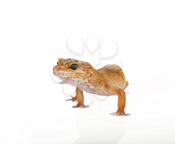 A cropped view of a yellow and orange spotted leopard gecko on white