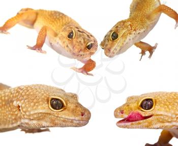 Collage of yellow and orange spotted leopard geckos on white