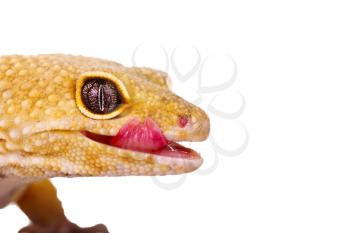 happy yellow and orange spotted leopard gecko on white, closeup