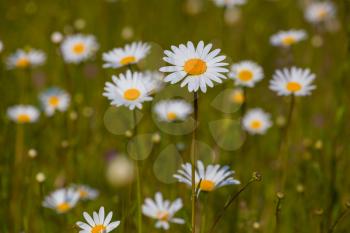 Field of daisy flowers. The field just began to bloom