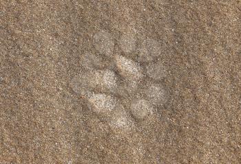 Paw Print in Sand