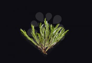 rosemary on a black background