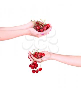 Cherries in a female hand on a white